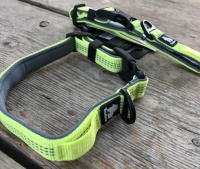 Klein halsbandje hond