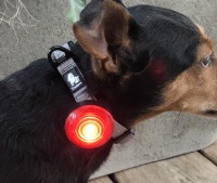 Lichtgevend halsbandje led