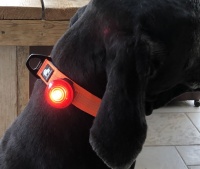 Led halsband hond
