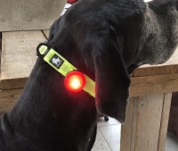 Honden led halsband kopen