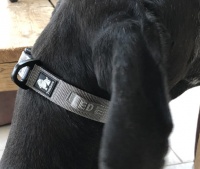 Halsband hond large