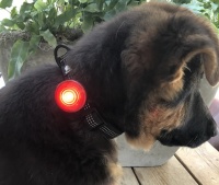 Honden halsbandje zwart led
