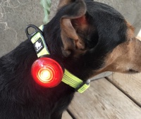 Welpen Halsband gelb led