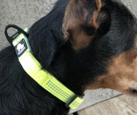 Welpen Halsband