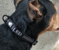 Welpen Halsband schwarz
