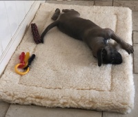 Hundekissen