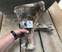Kalfs schouderblad