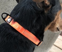 Welpen Halsband Orange