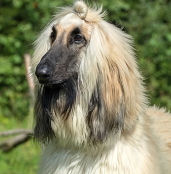 Afghaanse Windhond: Gewichtstabellen, Levensverwachting, Grootte en Meer