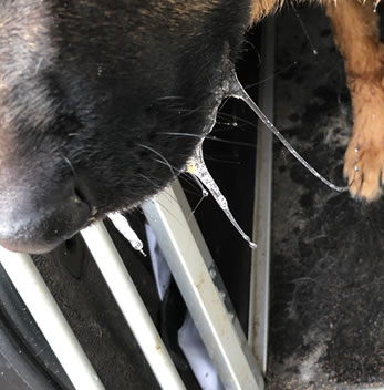 Wagenziekte hond