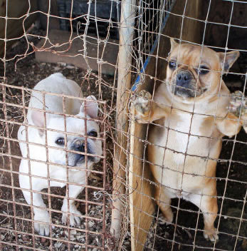 Kenmerken broodfokkers